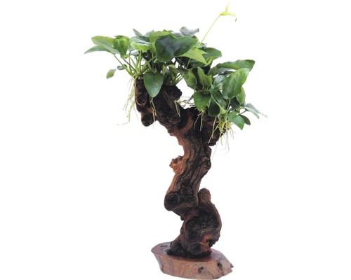 Akvarieväxt på rotved