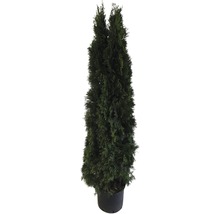 Thuja i kruka