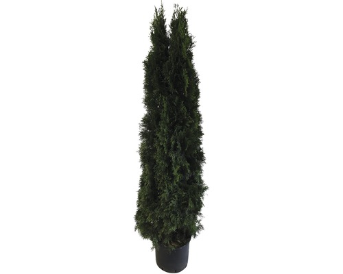Thuja i kruka