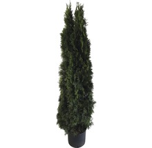 Levande tuja i kruka