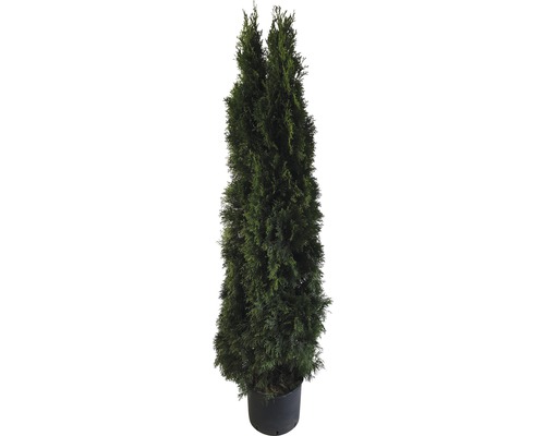 Levande tuja i kruka