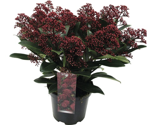 Skimmia i kruka med röda blommor och gröna blad
