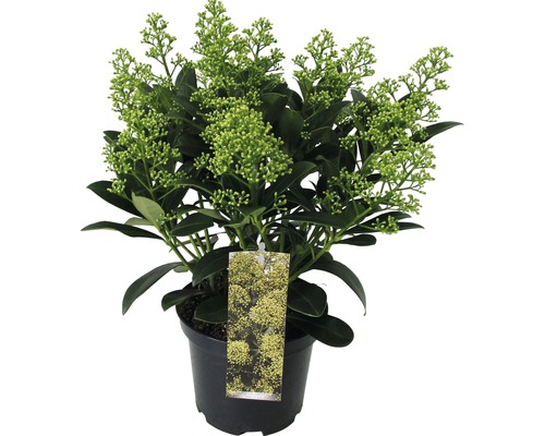 Skimmia i kruka med blomknoppar