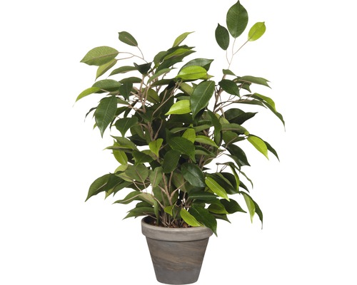 Konstväxt MICA Ficus Natasja 40x30cm grön Konstväxt MICA Ficus Natasja 40x30cm grön