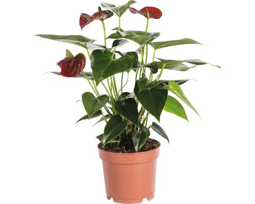 Rosenkalla FLORASELF Anthurium andreanum 35-40cm Ø12cm röd