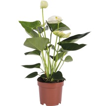 Rosenkalla FLORASELF Anthurium andreanum 35-40cm Ø12cm-thumb-1