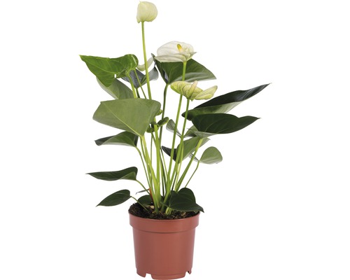 Anthurium i kruka med vita blommor