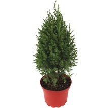 Cypress i kruka