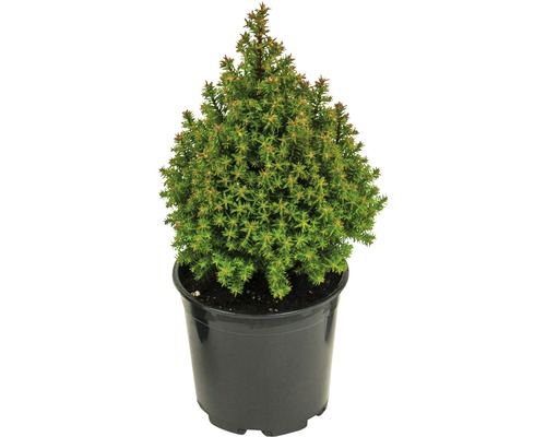 Ädelcypress Spitsbergen® FLORASELF 10-20cm krukstorlek Ø13cm minijulgran avsedd för plantering