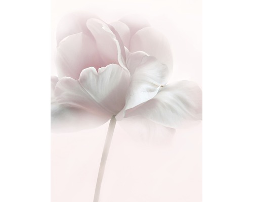 Poster Pink Tulip 30x40mm