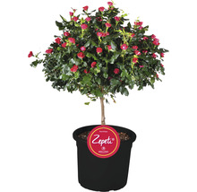 Ros Zepeti stam ca 50cm co 6L