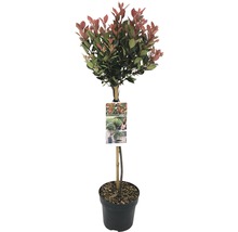 Photinia Fraseri Red Robin klotträd i kruka