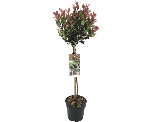 Glansmispel stammad FLORASELF Photinia fraseri 'Chico' stamhöjd 50cm Co 3L