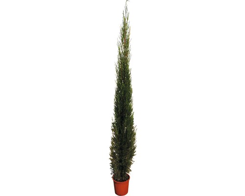 Äkta cypress FLORASELF Cupressus sempervierens 'Pyramidalis' H 160-180 cm Co 15 L