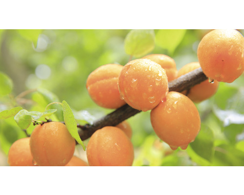 Dvärgaprikos FLORASELF Bio Prunus armeniaca 'Orange Beauty' stamhöjd 40cm totalhöjd 60-80cm Co 7,5L