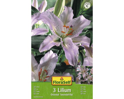 Blomsterlök FLORASELF Lilja Oriental Lavendel 3st