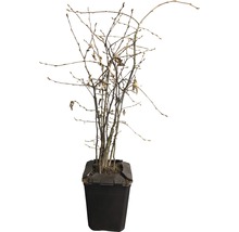Avenbok FLORASELF Carpinus Betulus 40-60cm i ClickCo 10st-thumb-2