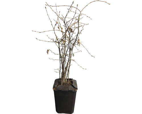 Växt utan blad i en kruka