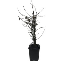 Avenbok FLORASELF Carpinus Betulus 40-60cm i ClickCo 10st-thumb-1