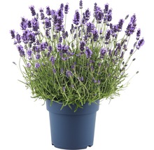 Lavendel i kruka