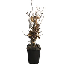 Bok FLORASELF Fagus sylvatica 40-60cm ClickCo 10st