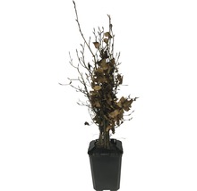 Bok FLORASELF Fagus sylvatica 40-60cm ClickCo 10st