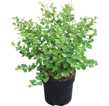Växt i kruka med blad