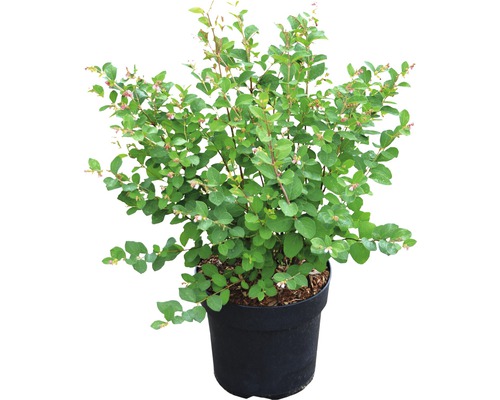 Växt i kruka med blad