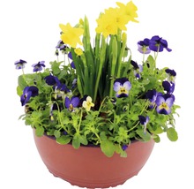 Blomsterarrangemang med påskliljor och penséer i planteringskärl