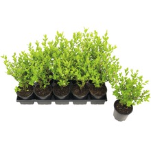 Flera häckplantor i krukor