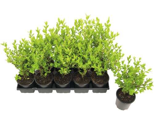 Liguster ovalbladig FLORASELF Ligustrum ovalifolium 20-40cm Co 0,6L