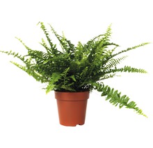 Spjutbräken FLORASELF Nephrolepis exaltata Green Lady 30-40cm Ø12cm