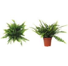 Spjutbräken FLORASELF Nephrolepis exaltata Green Lady 30-40cm Ø12cm