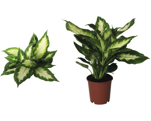 Dieffenbachia krukväxt i kruka