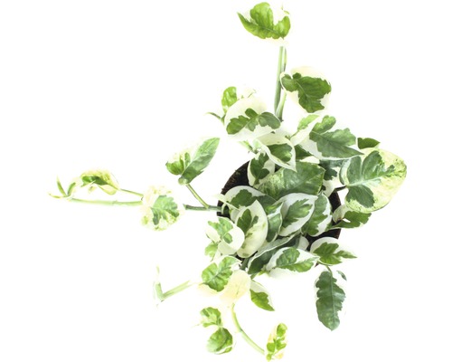 Inomhusväxt Epipremnum Aureum i en kruka