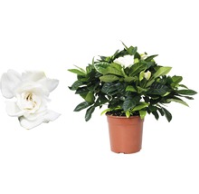 Gardenia i kruka med vita blommor