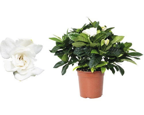 Gardenia i kruka med vita blommor