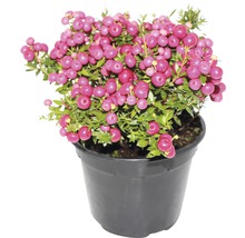 Pernettya växt i kruka med rosa bär