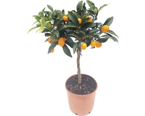 Kumquatsträd i kruka med frukt och blad