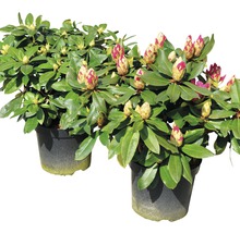 Två rhododendronväxter i kruka med blomknoppar.