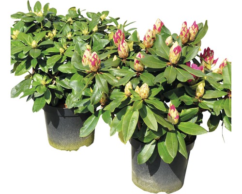 Två rhododendronväxter i kruka med blomknoppar.