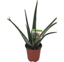 Aloe FLORASELF Aloe vera 50-60cm Ø17cm-thumb-0