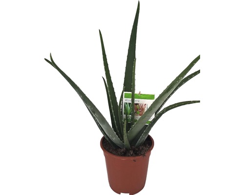 Aloe FLORASELF Aloe vera 50-60cm Ø17cm-0