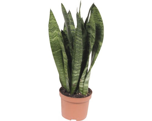 Bajonettlilja mix FLORASELF Sansevieria 25-35cm Ø9cm tillfälligt sortiment