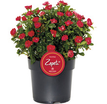 Ros Zepeti ca 20cm co 2L buske