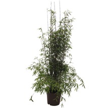 Bambuplanter i kruka