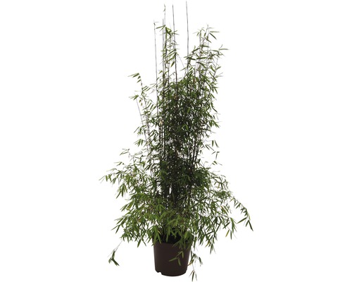 Bambuplanter i kruka