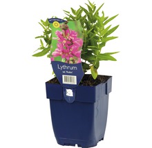 Fackelblomster Lythrum salicaria 'Robin' 5-50cm Co 0,5L