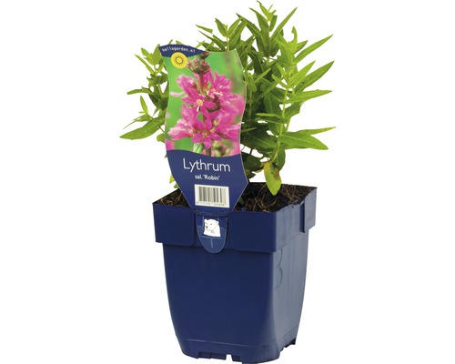 Fackelblomster Lythrum salicaria 'Robin' 5-50cm Co 0,5L