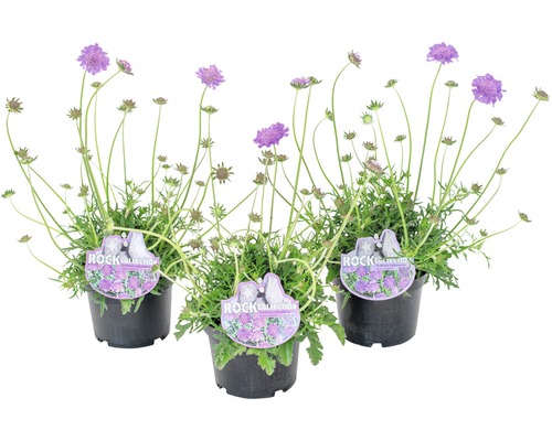 Tre Scabiosa i kruka för trädgården